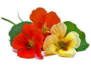 homeopathy-image16