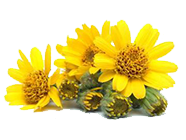 homeopathy-bremer