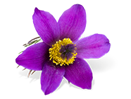 homeopathy-darkmicroscopy