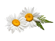homeopathy-treatment